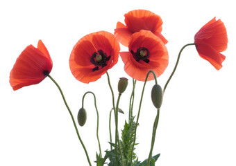 Obraz premium Red poppy flowers poppy plant green stems isolated on a transparent background