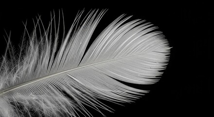 Obraz premium Close up of a pristine white feather showcasing its intricate, delicate structure and soft, wonderful texture, symbolizing lightness and grace ,feather ,airy ,insulation