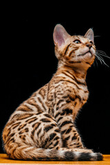 Gorgeous Spotted Bengal Cat with black background.