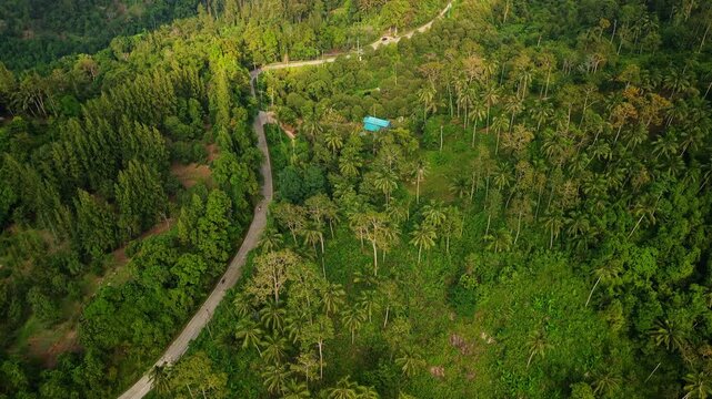 Aerial view of winding jungle road cutting through dense tropical forest on Koh Samui island, Thailand, surrounded by palm trees and lush green hills with warm sunset and sunrise light