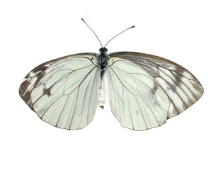 Dorsal view of a butterfly with white wings, dark wing edges, and delicate veins
