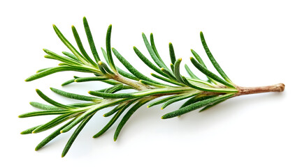Fototapeta premium Fresh green rosemary sprig isolated on white background with detailed needle like leaves, perfect for culinary and herbal use