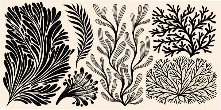 a detailed botanical illustration showcasing various seaweed and coral branch forms
