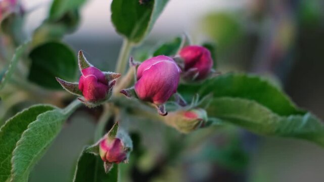 Pink blooming apple tree flowers swaying in the wind on a blurred background, close-up side view. Blossoming orchard. Pollination problem. Fruit garden treatment concept. Beauty in nature. 4k footage.