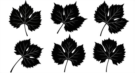 Collection of Black Grape Leaves Silhouettes on White Background © Sunnn