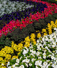 White, red, blue petunias, lemon coleus, kale and sea silver cineraria are planted in wavy rows and create a beautiful colorful pattern. Landscape design.