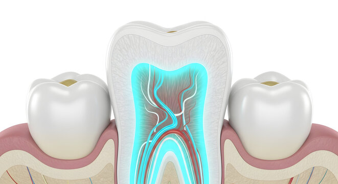 Dental anatomy illustration showing a human molar tooth cross section with vibrant glowing blue pulp cavity nerves and blood vessels, surrounded by healthy gum tissue on a clean white background.