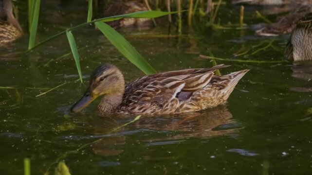 Close-up footage of two wild ducks (likely Mallards) swimming peacefully in the green water of the Ros River in Ukraine. The natural setting includes reeds and calm water, highlighting wildlife and na