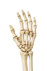 Skeleton hand showing the sign of Bye bye close-up isolated on white background.