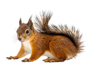 Fototapeta premium A charming, reddish-brown squirrel with a fluffy tail poses against a transparent background