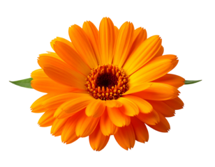 Bright orange flower with dark center and green leaf against a black background
