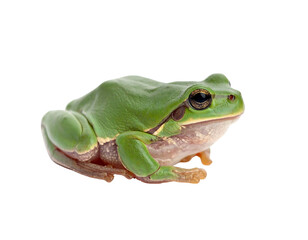Green frog side view, with visible eyes, smooth skin, against a black background
