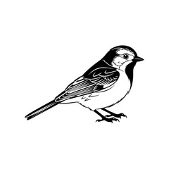 Obraz premium Home sparrow, Illustration of a Songbird, elegance of a songbird is captured in a minimalist illustration, sparrow, nature