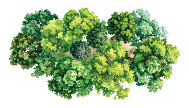 Overhead View of Lush Green Forest Canopy with Various Tree Tops in illutrastion transparent background