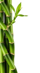 Naklejka premium Fresh green bamboo stalks isolated against a pure white background, ideal for nature concepts and spa themes ,green ,botany ,segment