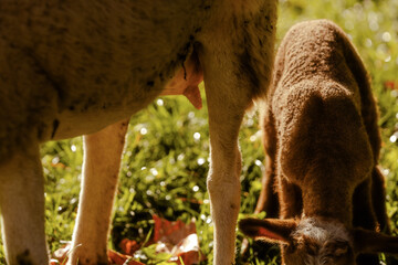 Close-up of a brown lamb grazing next to its mother, where its teat is visible in a green pasture...
