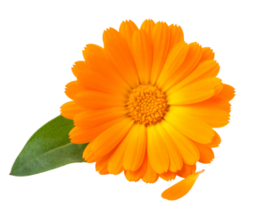 Vivid orange flower with yellow center, a green leaf, and a loose petal, against black