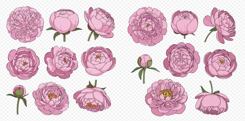 Set of beautiful pink peony flowers and buds in various stages of bloom, hand-drawn vector illustration.