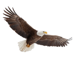 Fototapeta premium agle Soaring High in Sky