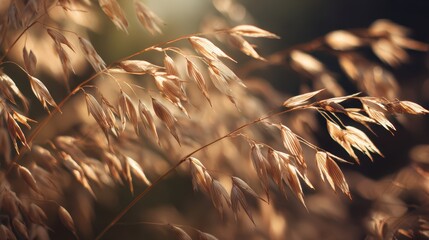 Obraz premium Close-up of swaying oats under warm sunlight casting soft shadows in a serene and peaceful environment