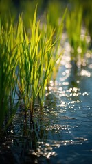 Obraz premium Close-Up of Rice Stems in Water Reflecting Sunlight with Gleaming Highlights