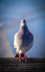 Sea bird perched at the beach