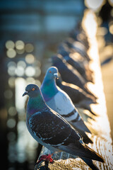 Sea bird perched at the beach