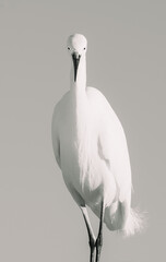 Sea bird perched at the beach