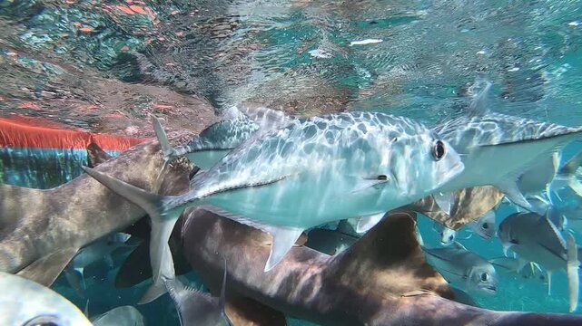A dense group of jackfish and nurse sharks gathers during tourist boat feeding, showing abnormal excitement, crowding, and increased danger caused by altered natural behavior.