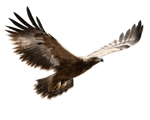 Obraz premium Eagle Flying Straight Toward Camera