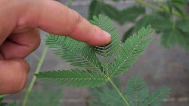 Mimosa pudica,also called sensitive plant. The sensitive compound leaves quickly fold inward and droop when touched or shaken and re-open a few minutes later.