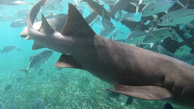 Three nurse sharks swim straight toward the camera during tourist feeding in a lagoon, showing excited behavior, loss of natural instincts, and real danger linked to artificial feeding.