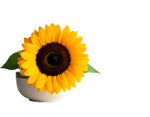 Obraz premium Vivid sunflower in a white bowl against a black background. Leaves accent the vibrant flower