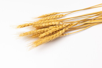 Golden Wheat Stalks Isolated on White Background for Harvest and Agriculture Concepts