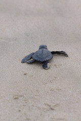 Obraz premium Release of Olive Ridley sea turtle hatchlings at Lampuuk Beach, Aceh, Indonesia