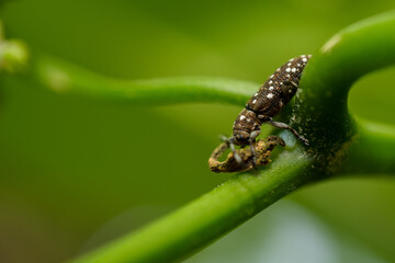 Fototapeta premium macro of a caterpillar