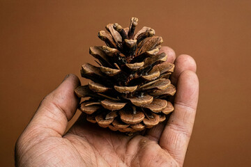Hand holding natural brown pine cone on brown background