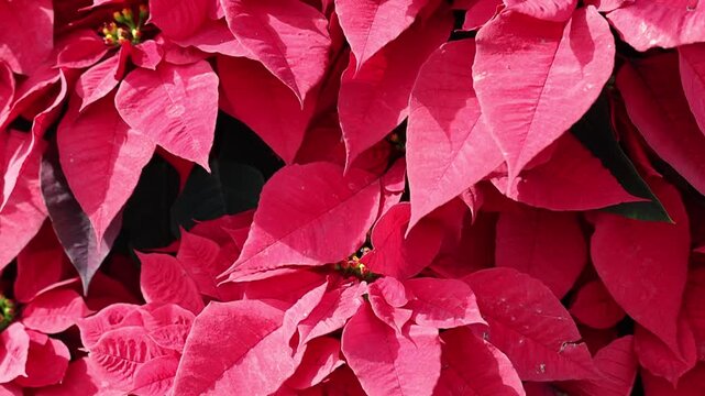 A Close Up Of Red poinsettias 