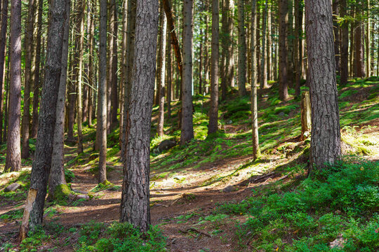 Peaceful forest trail, path surrounded by tall pine trees green moss and soft sunlight natural woodland scenery for hiking and outdoor relaxation. Summer landscape, touristic and travel destination - Powered by Adobe