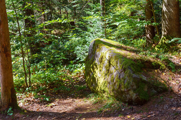 Large moss covered boulder in a coniferous forest with vibrant greenery and sunlight. Peaceful wild nature of Carpathian woods with ferns, trees, and quiet mountain atmosphere.