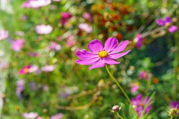 Close up, macro of pink cosmos flower blooming in green summer garden with colorful blurred background and natural sunlight. Nature, floral and seasonal concepts. Floral decor for landscape design