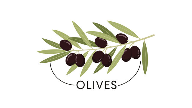 Botanical illustration of a branch from an olive tree featuring ripe black olives and long green leaves with labeled text.