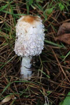 Coprin chevelu