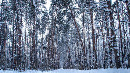 Snow in the pine forest. Pine forest in snow. Snowy pinewood. Pine trees in winter forest.