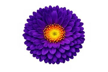 Purple chrysanthemum flower with bright yellow orange center blooming, isolated on a transparent background