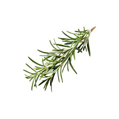 Fototapeta premium Rosemary branch isolated on white