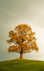 Obraz premium Eichenbaum mit Herbstfärbung auf einer Wiese