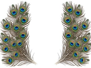 Obraz premium Pair of peacock feathers