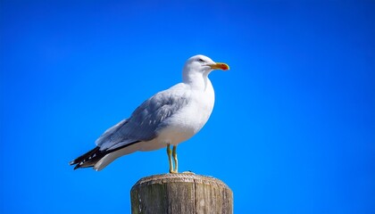 Obraz premium Perched Seagull On Post Against Blue Sky