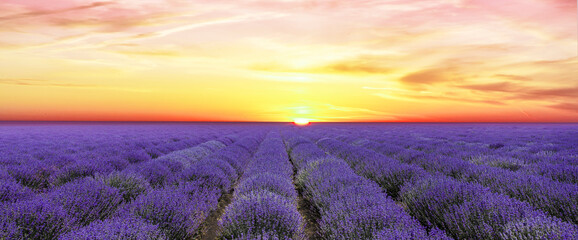 Obraz premium Lavendelfeld vor einem glodenen Sonnenuntergang